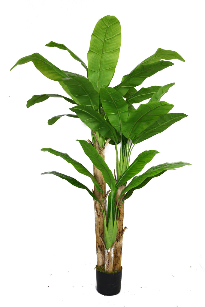 Tall Artificial Banana Tree w/ Real Touch | 72" | Vintage Home
