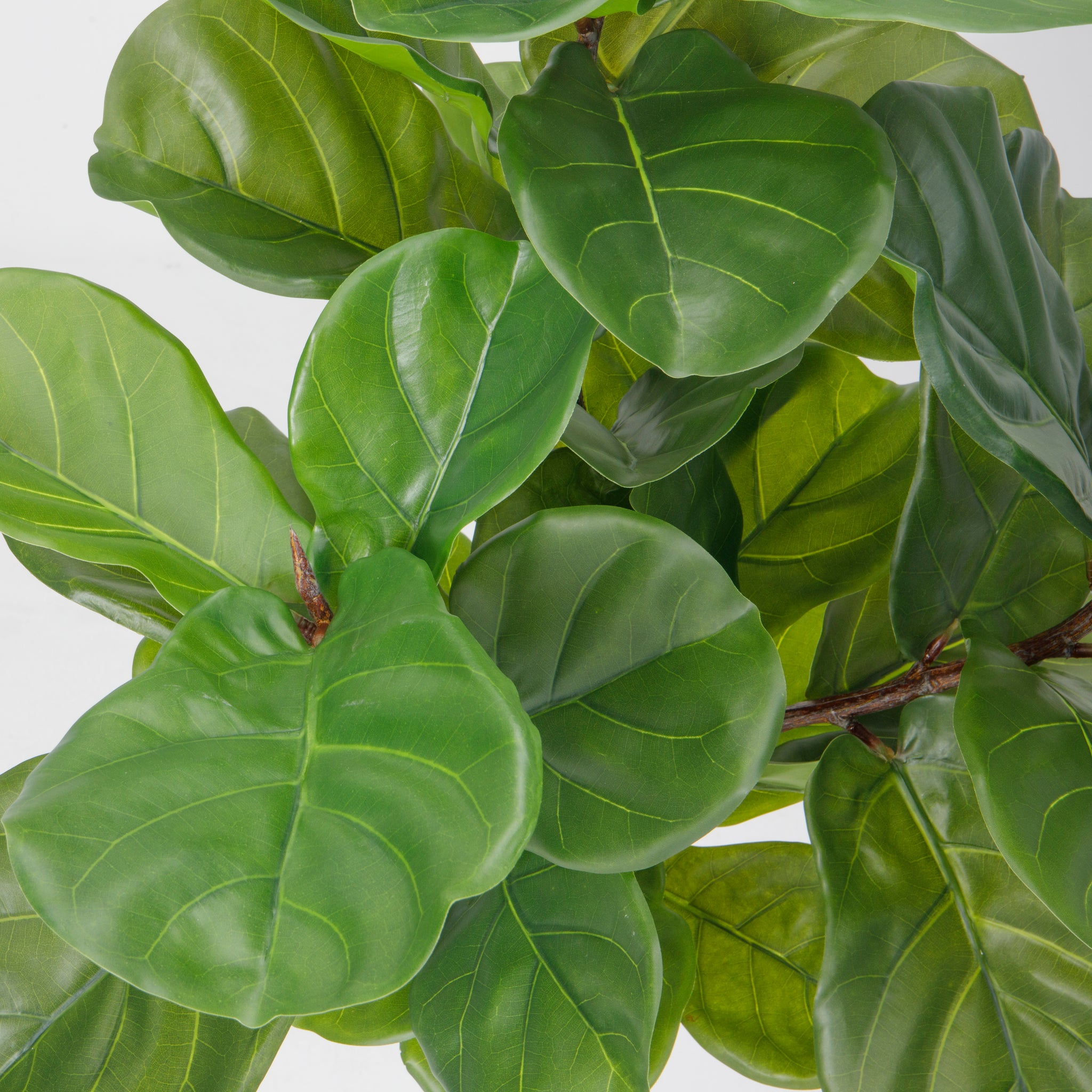 real touch fiddle leaf fig 59" Vintage Real Touch Fig Tree with large luxurious leaves