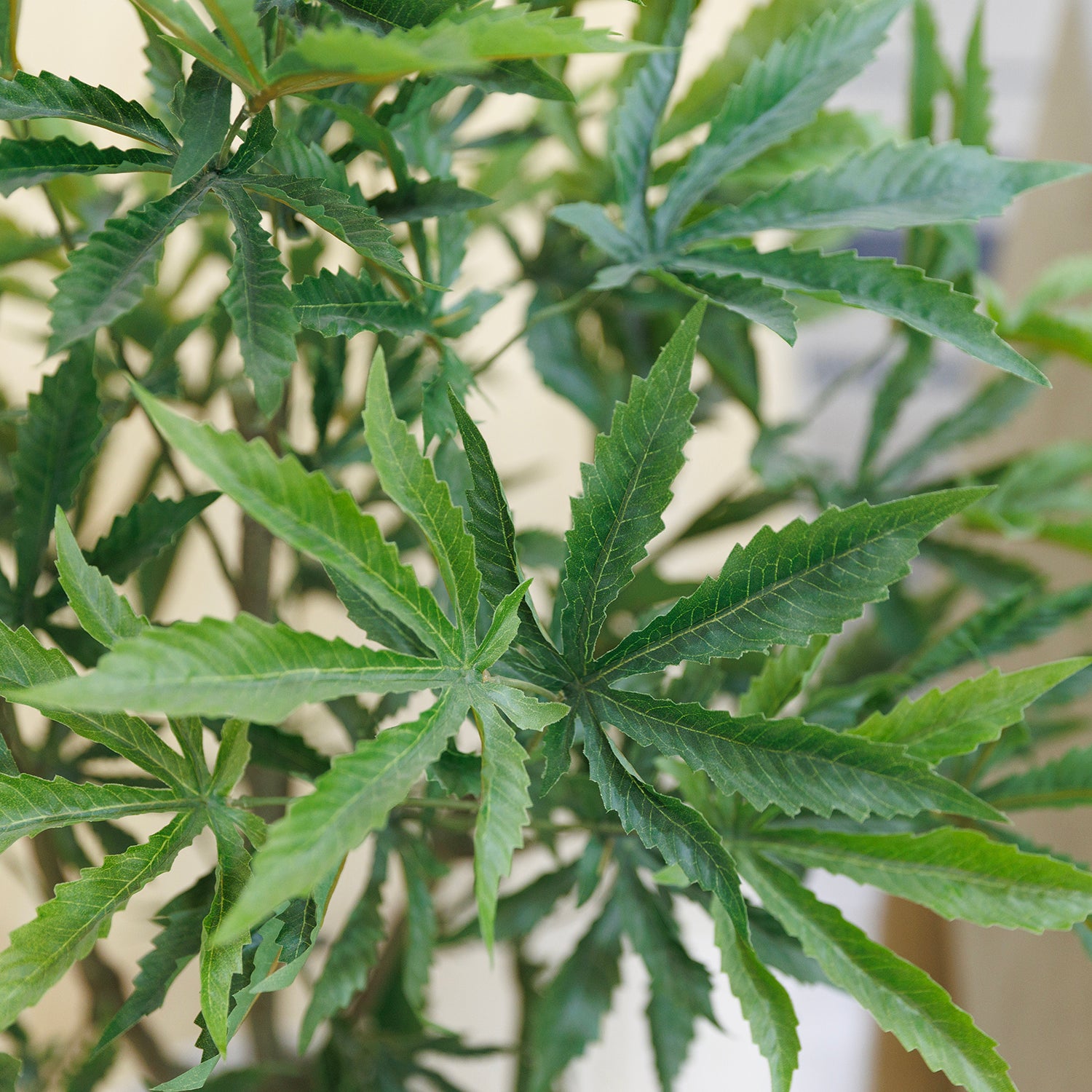fake plastic weed plants 57 Cannabis Plant Vintage Home