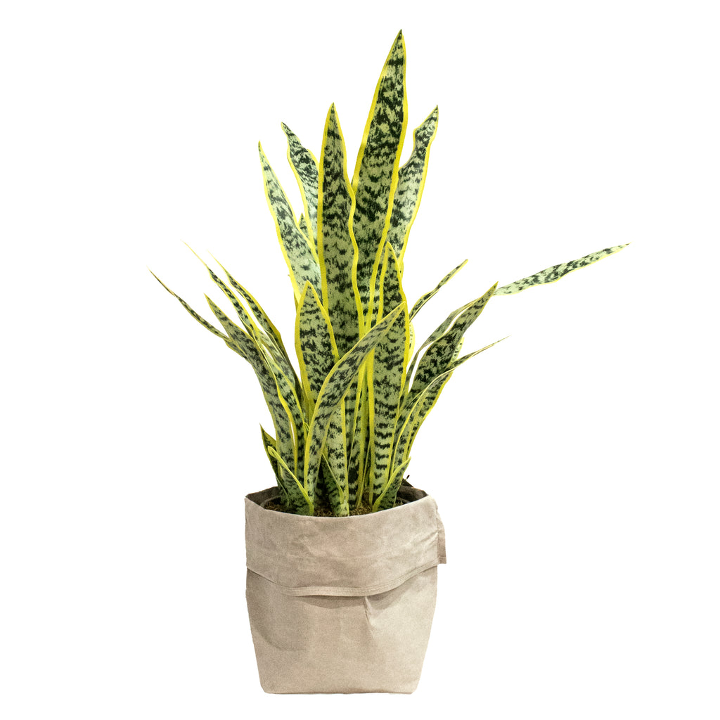 Artificial Agave Plant with Real Touch | 36" | Vintage Home